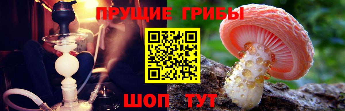Галлюциногенные грибы Psilocybe Йошкар-Ола